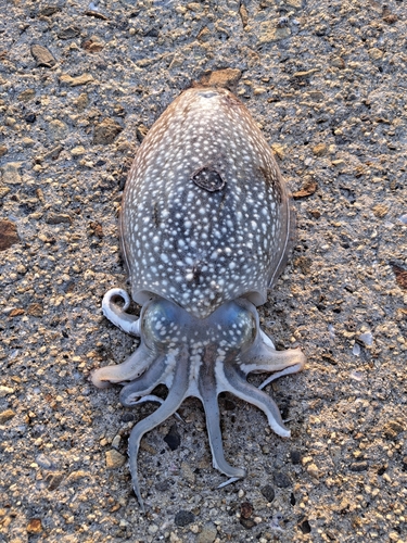 コウイカの釣果