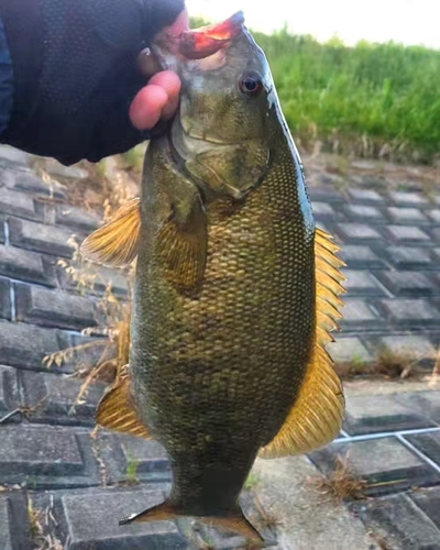 スモールマウスバスの釣果