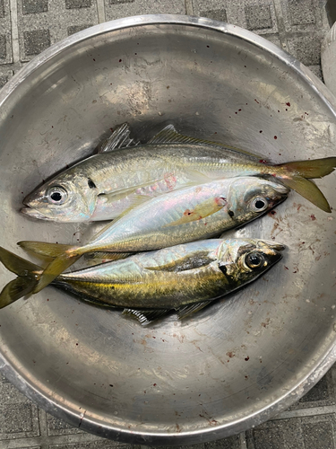 マアジの釣果