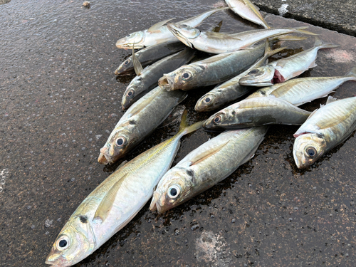 イワシの釣果