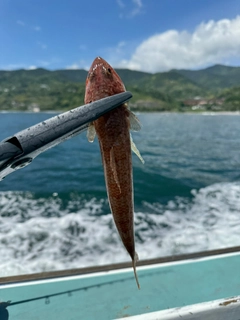 エソの釣果