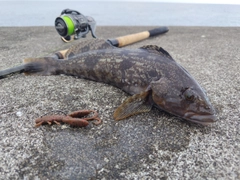 アイナメの釣果