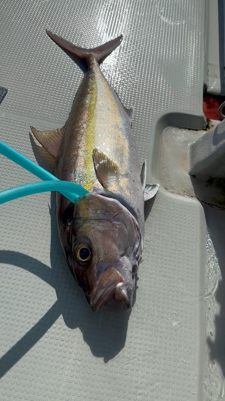 みやもさんの釣果 2枚目の画像