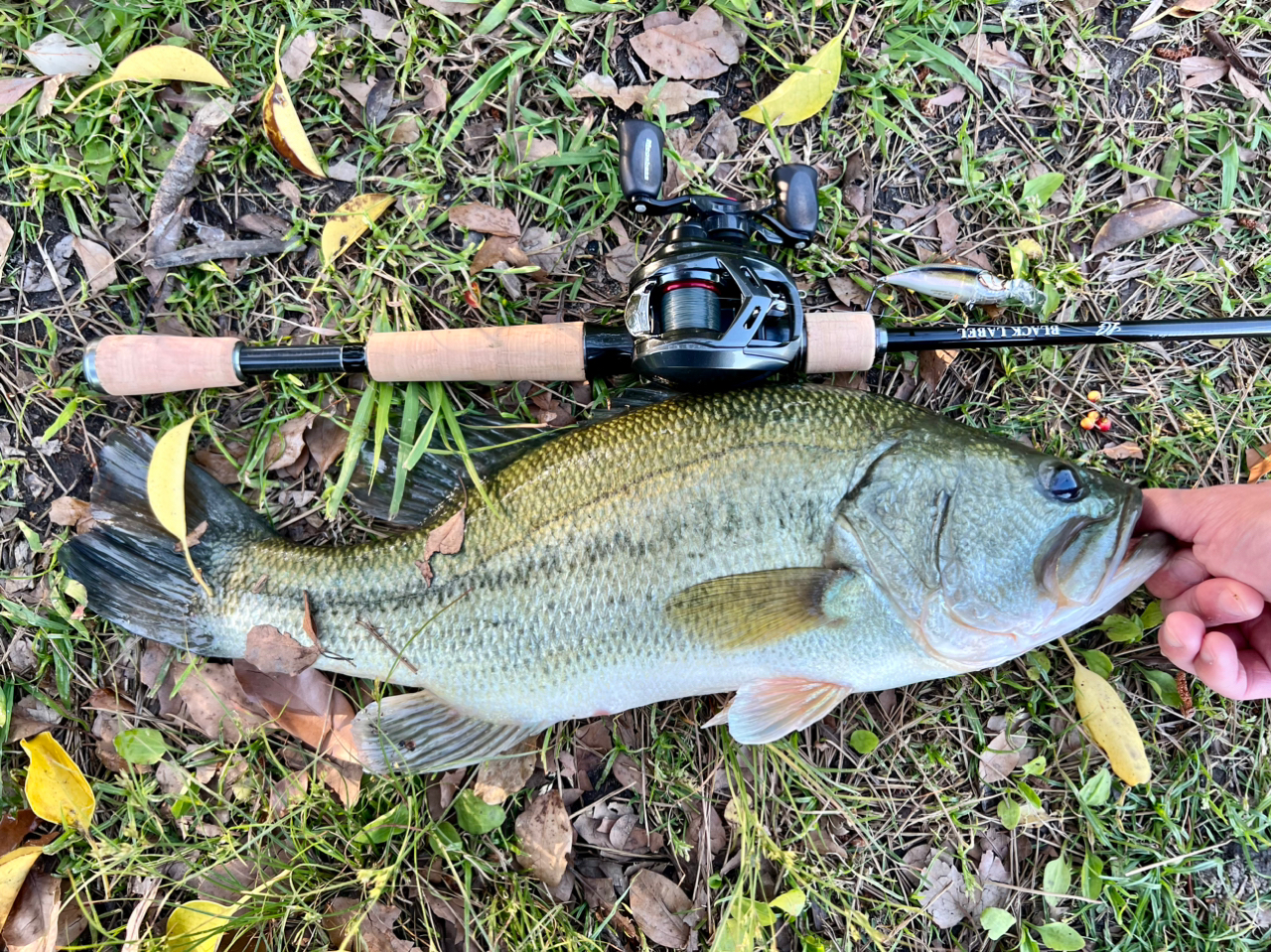 DAIWA 19ブラックレーベル LG 631L+RBの釣果一覧 | 本音の口コミ DAIWA 19ブラックレーベル LG 631L+RBの釣果一覧 | 本音の口コミ