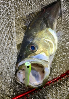 スズキの釣果