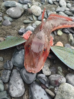 ホウボウの釣果