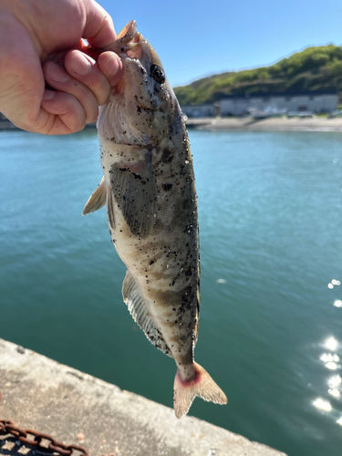 ホッケの釣果