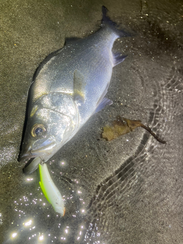 表浜名湖