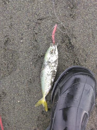 ワカシの釣果