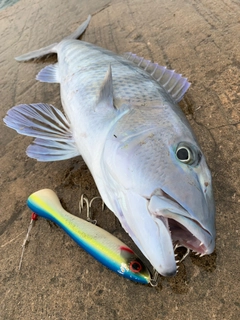 アオチビキの釣果