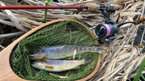 ブラウントラウトの釣果