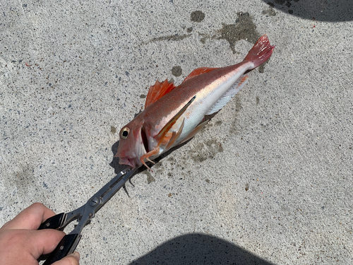 カナガシラの釣果