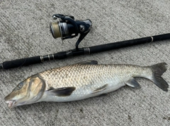 ニゴイの釣果