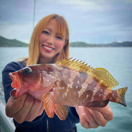 アコウの釣果