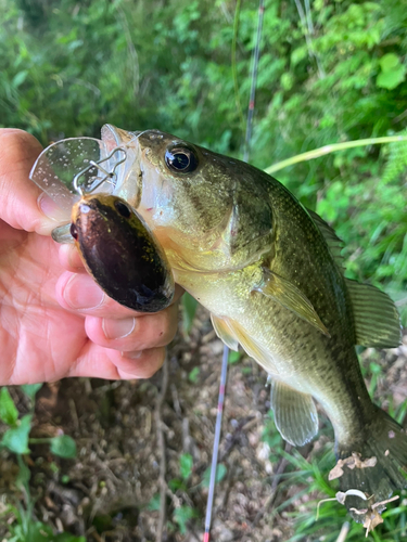 ラージマウスバスの釣果