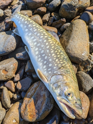 アメマスの釣果