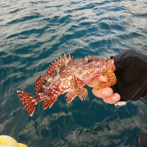 ガシラの釣果