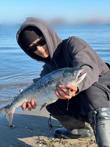 サクラマスの釣果