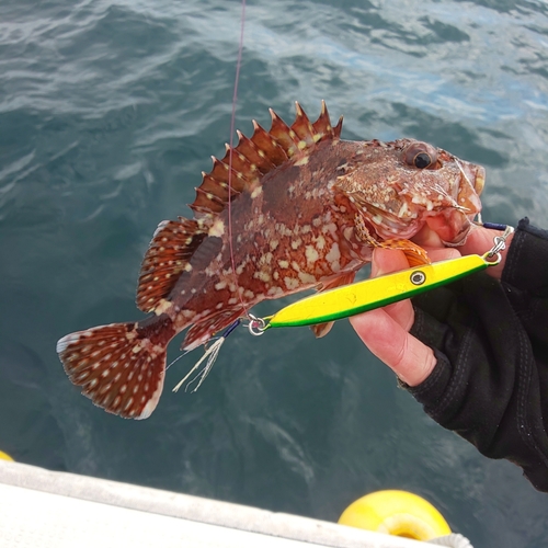 ガシラの釣果