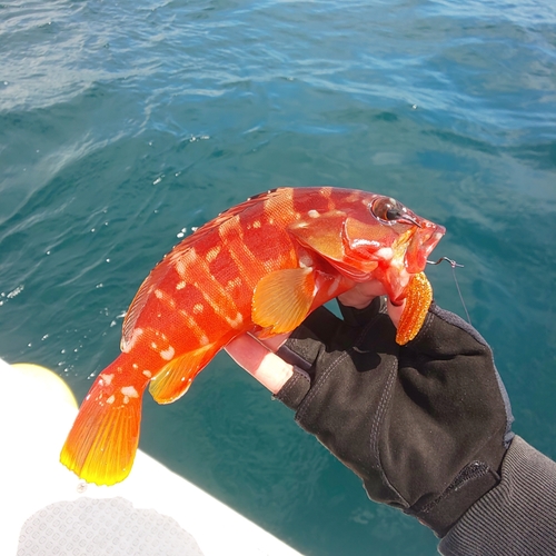 アカハタの釣果