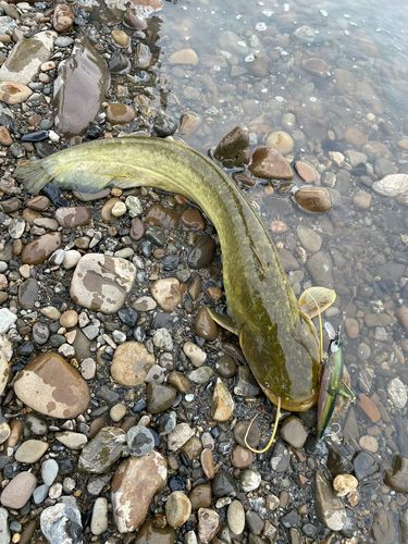 ナマズの釣果