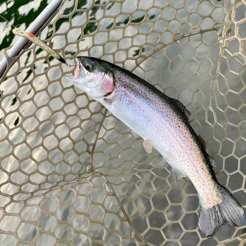 ニジマスの釣果