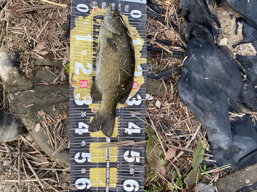 スモールマウスバスの釣果