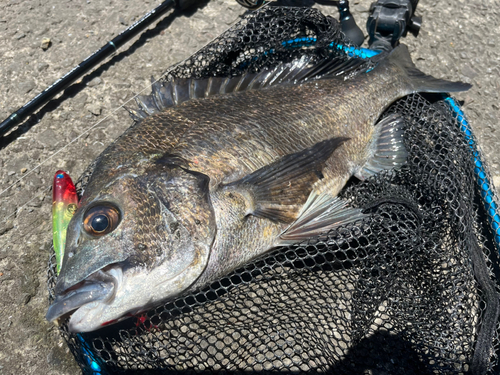 チヌの釣果