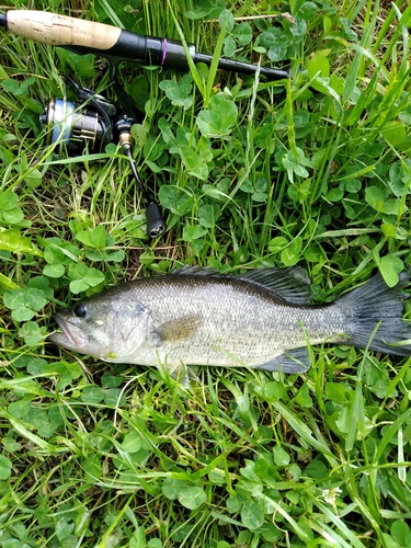 ブラックバスの釣果