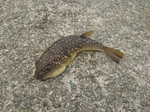 コモンフグの釣果