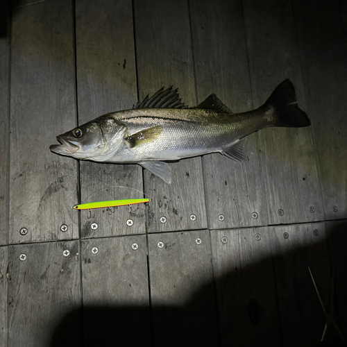 セイゴ（マルスズキ）の釣果