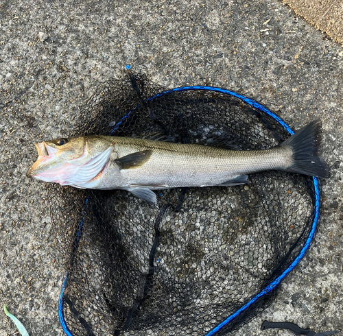 スズキの釣果