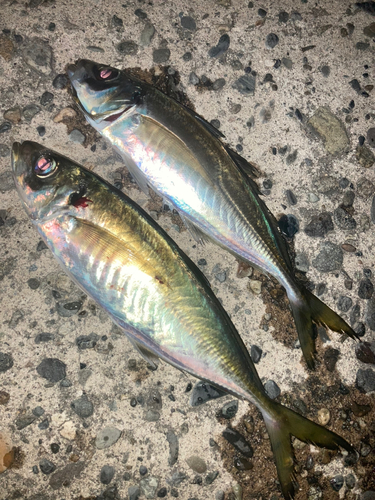 マアジの釣果