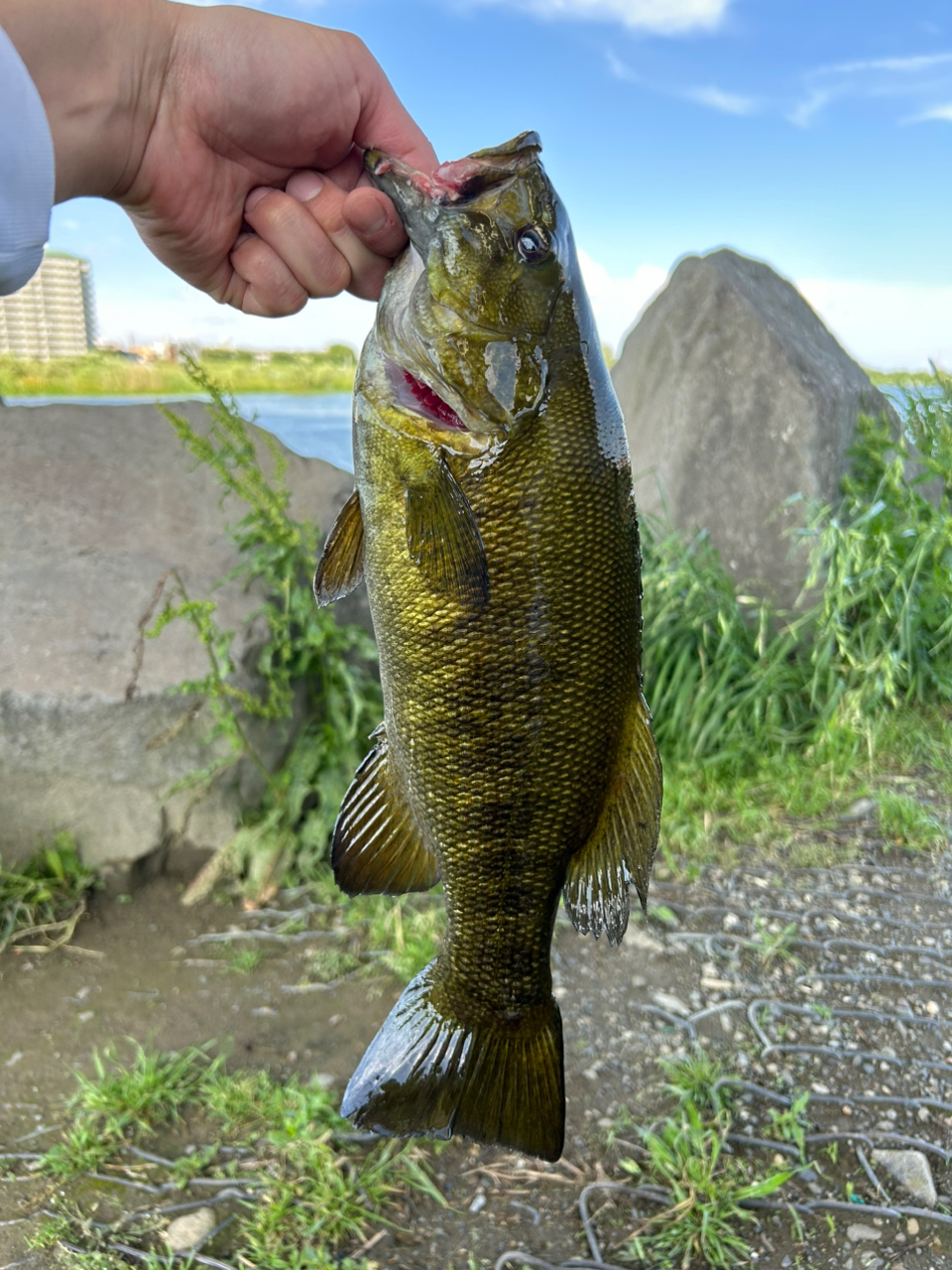 スモールマウスバス