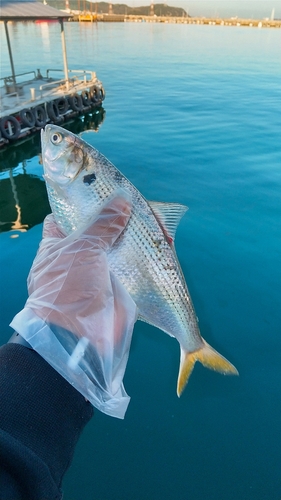 コノシロの釣果