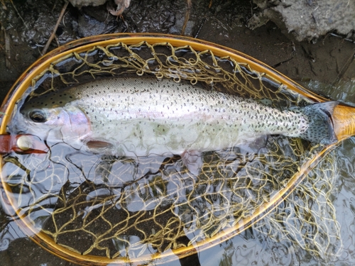 ニジマスの釣果