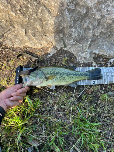 ラージマウスバスの釣果