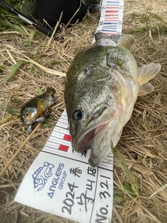 ブラックバスの釣果