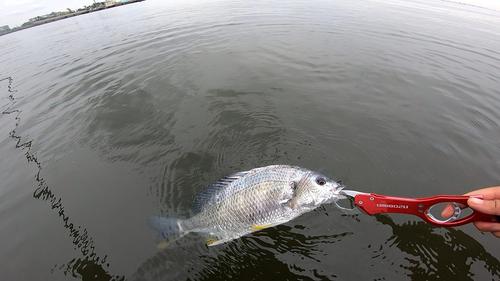 キビレの釣果