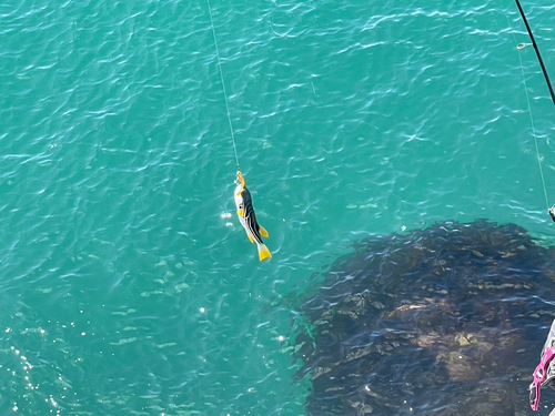 シマフグの釣果