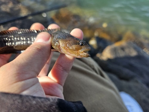 ギンポの釣果