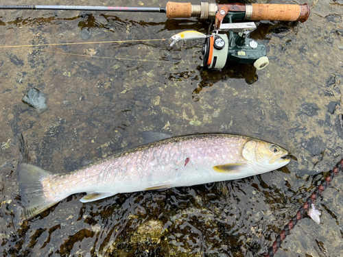 アメマスの釣果