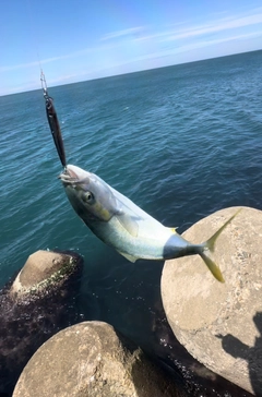 イナダの釣果