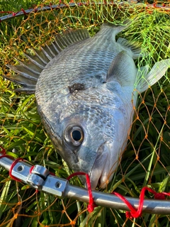 キチヌの釣果