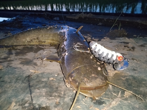 ナマズの釣果