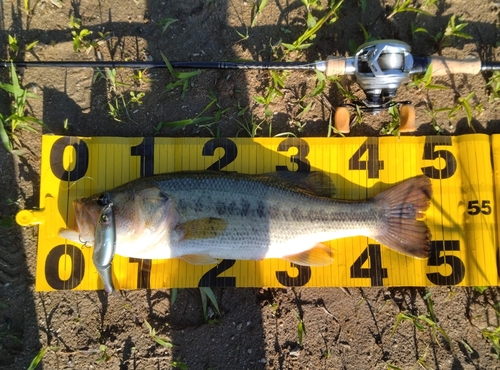 ブラックバスの釣果