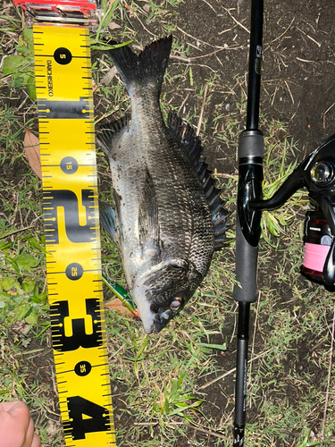 クロダイの釣果