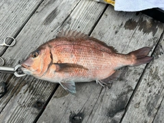 マダイの釣果