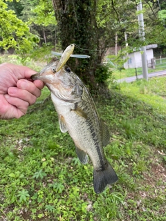 ラージマウスバスの釣果