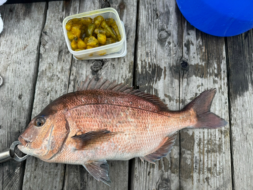 マダイの釣果